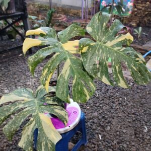 Monstera Variegated