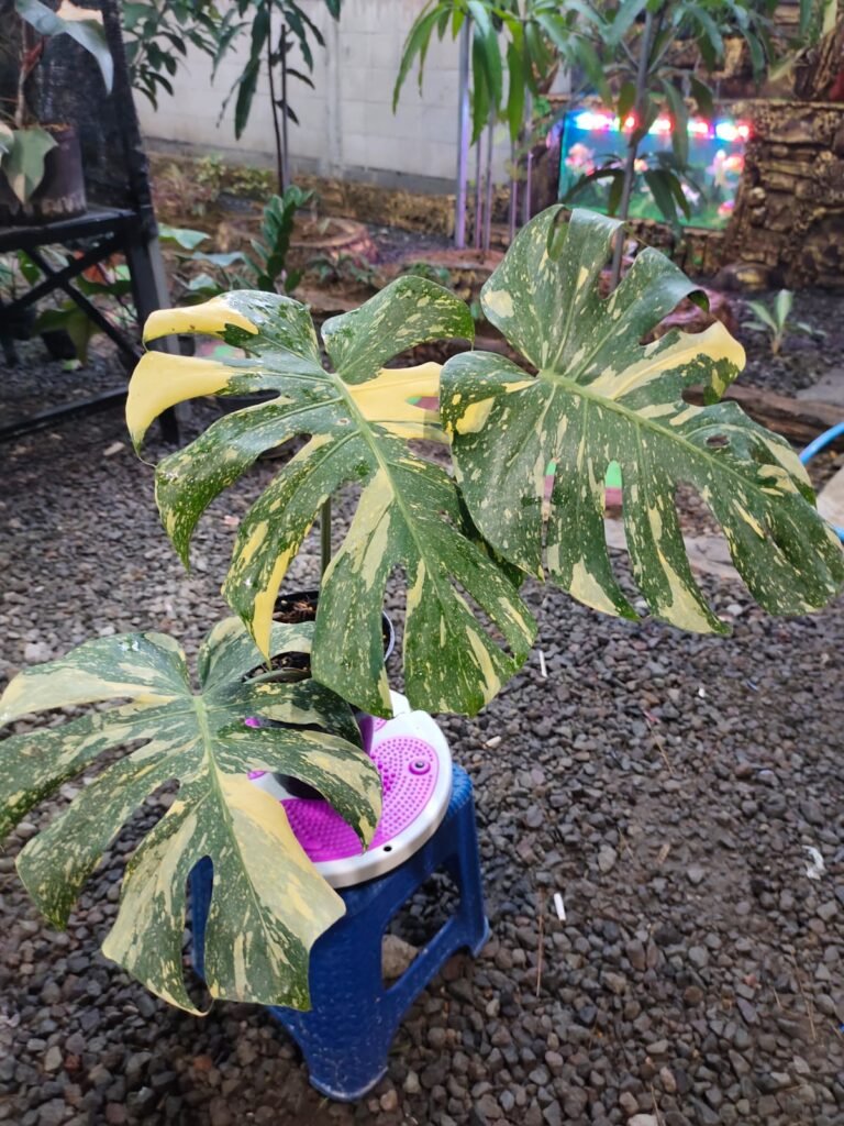 Monstera Variegated